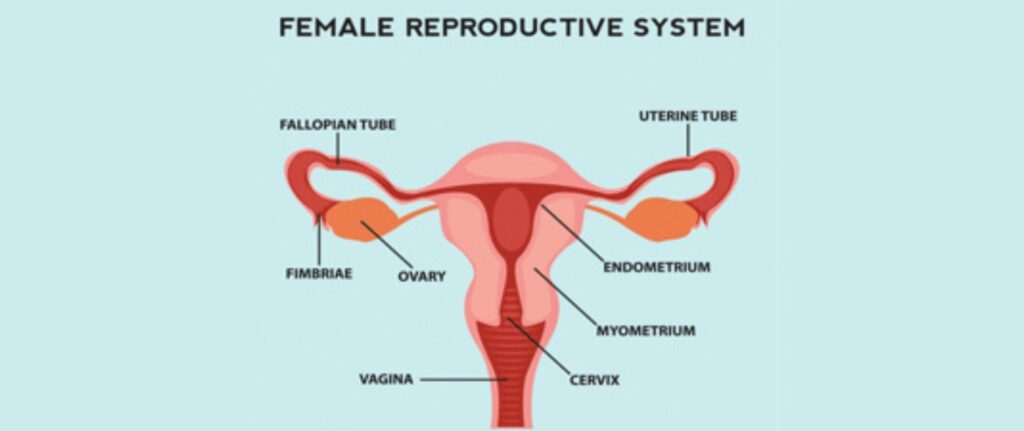  - Neelkanth IVF