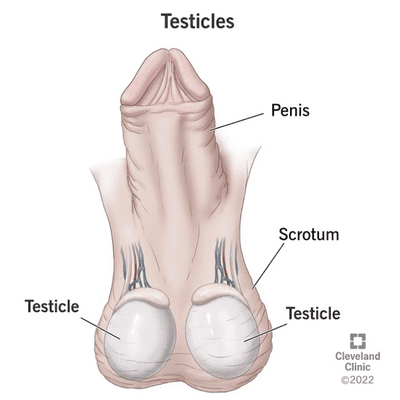 Male Infertility